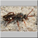 Nomada panzeri - Wespenbiene w04 7-8mm - Sandgrube Niedringhaussee det.jpg